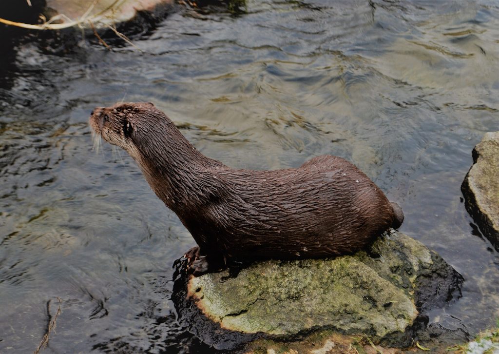 Lontra eurasiatica - Foto Erik Christensen - Wikimedia Commons, CC BY-SA 4.0