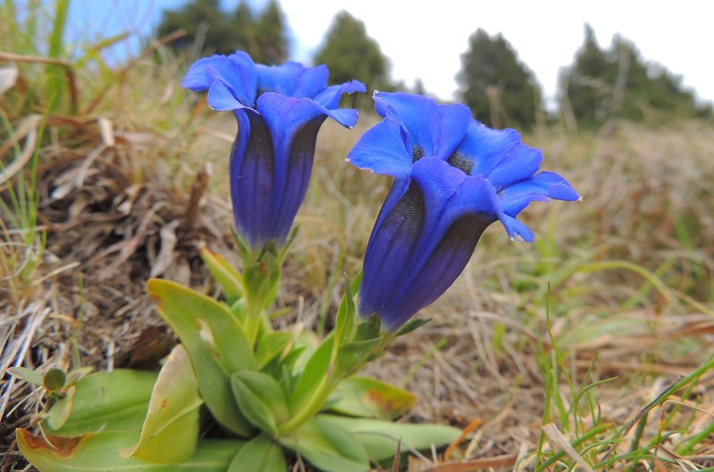 genziana, genziana blu