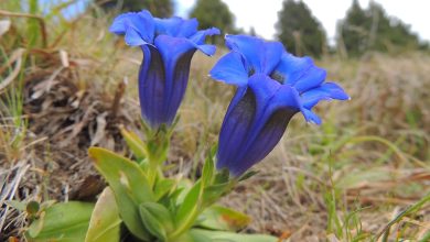 genziana, genziana blu