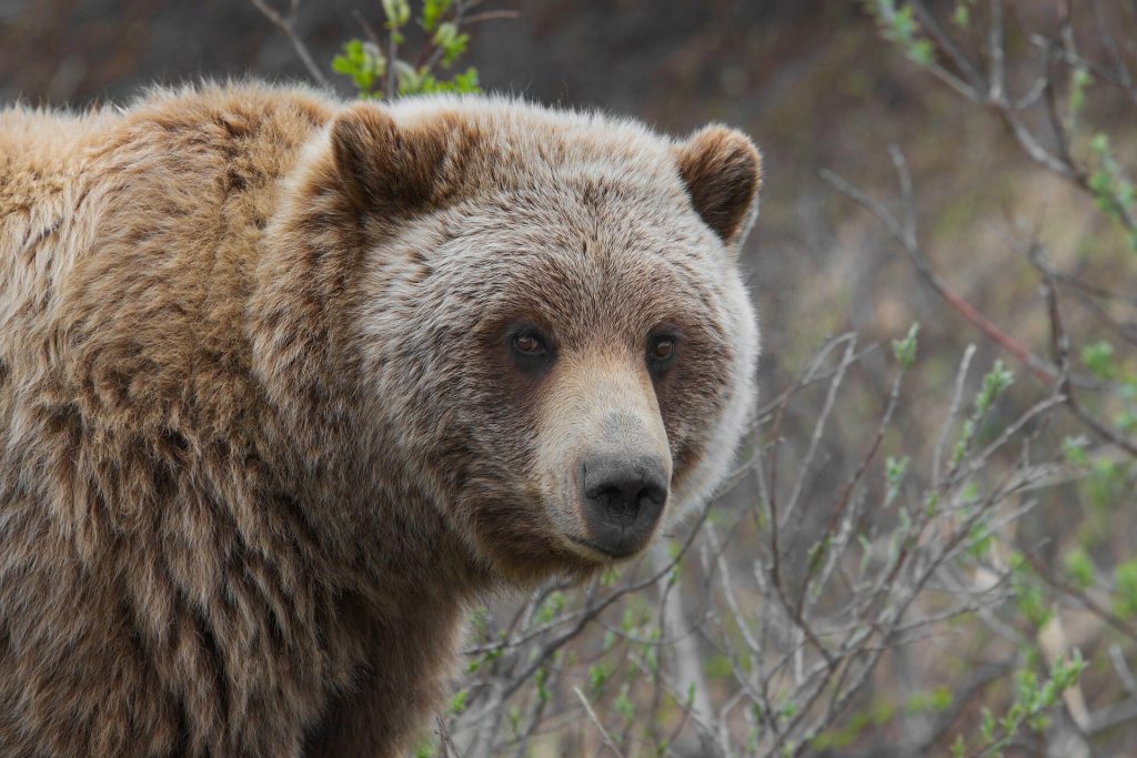 Orso bruno - Foto Gregory "Slobirdr" Smith - Wikimedia Commons, CC BY-SA 2.0