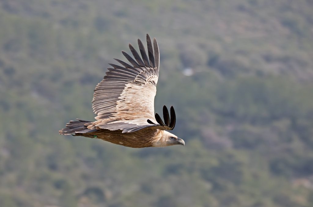 grifone, rewilding apennines