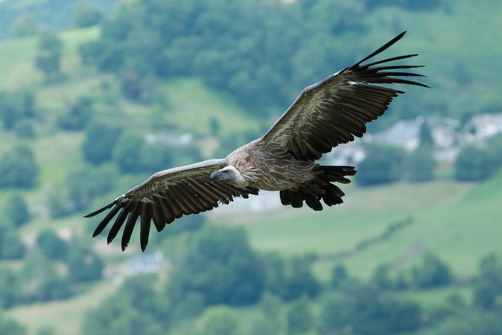 Grifone - Foto I, Luc Viatour - Wikimedia Commons, CC BY-SA 3.0
