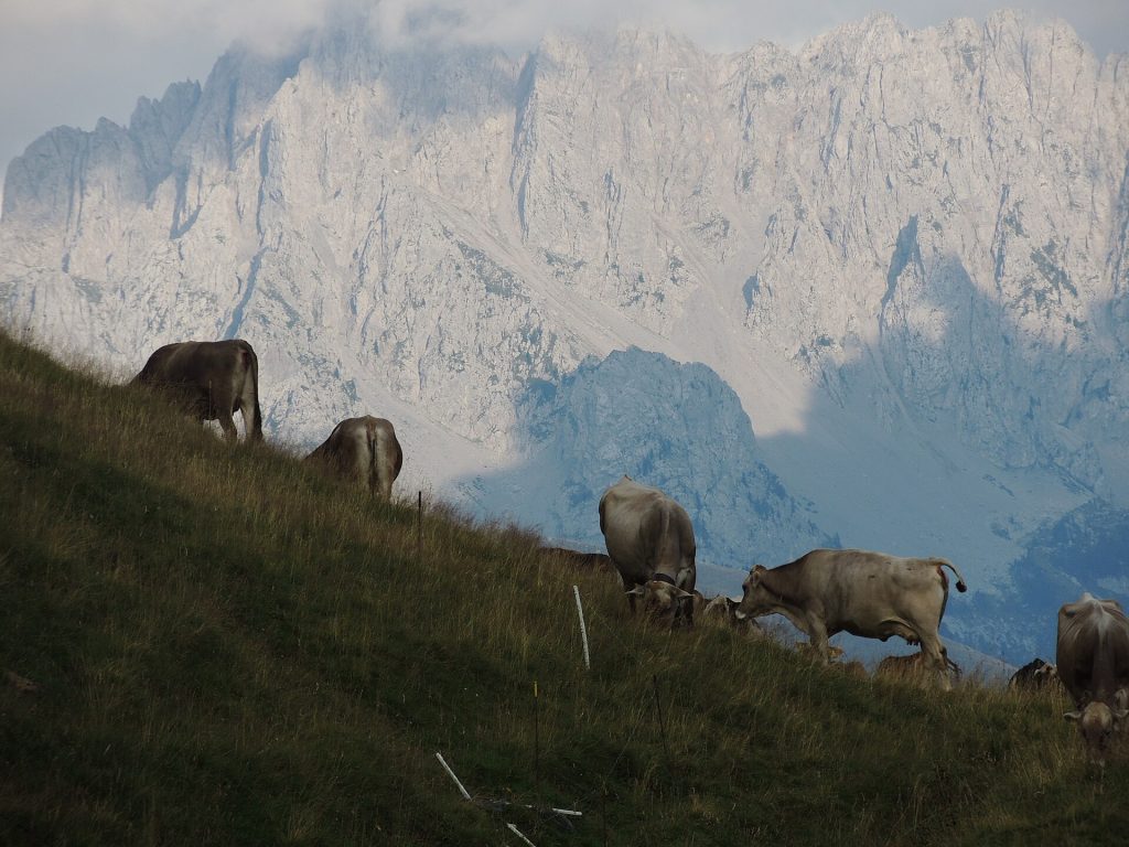 Pascolo in Val di Scalve - Foto Martina Palazzolo - Wikimedia Commons, CC BY-SA 4.0