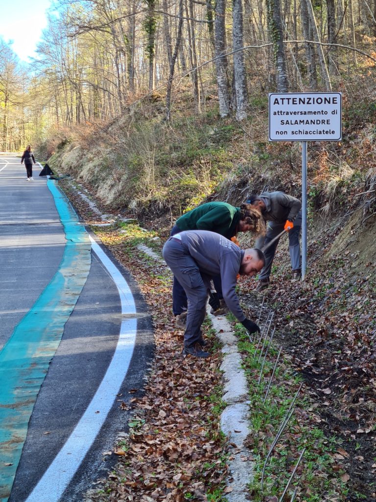 Una strada per le salamandre - Foto Marco Carafa/Parco Nazionale della Maiella