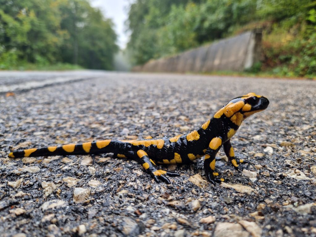 Una strada per le salamandre - Foto Marco Carafa/Parco Nazionale della Maiella
