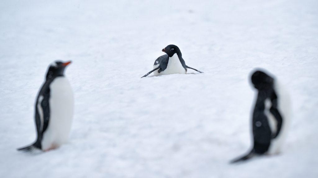 Pinguini di Adelia - Foto Stefan Brending - Wikimedia Commons, CC BY-SA 3.0