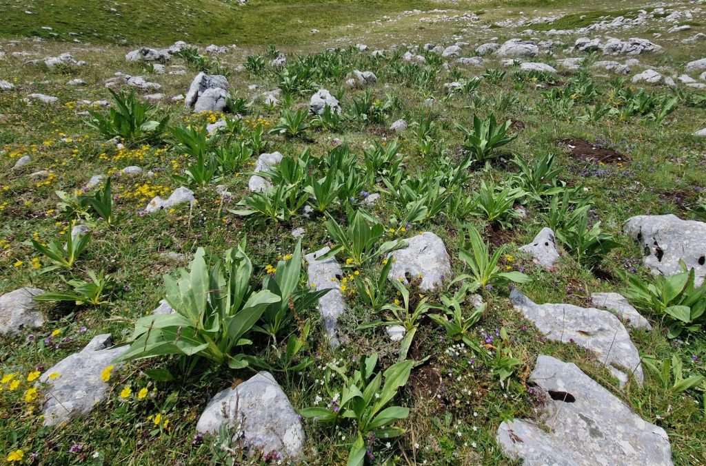 Genziana maggiore non ancora in fiore - Foto Tatiana Marras