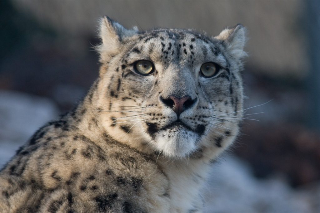 Leopardo delle nevi - Foto Pixabay