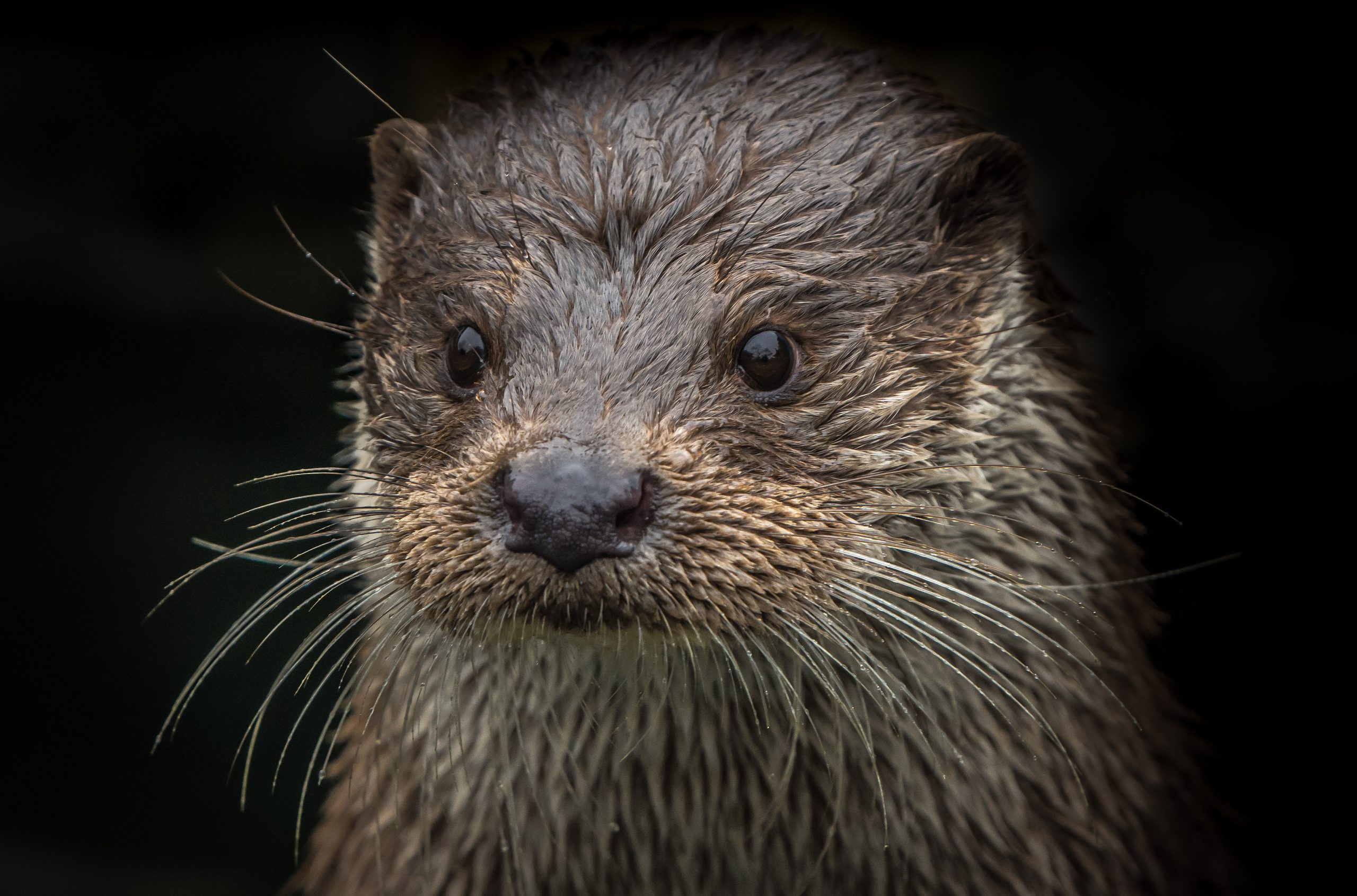 lontra