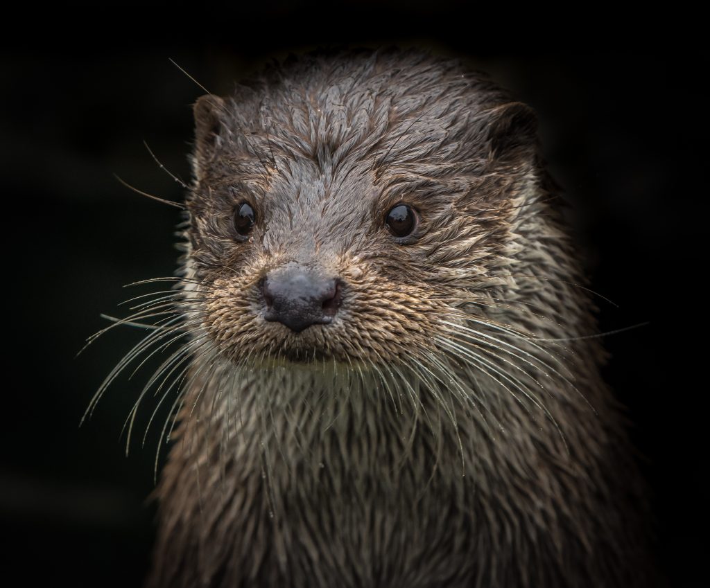 Lontra - Foto Jan Vlugt from Lisse, Netherlands - Again photographers - Wikimedia Commons, Public Domain