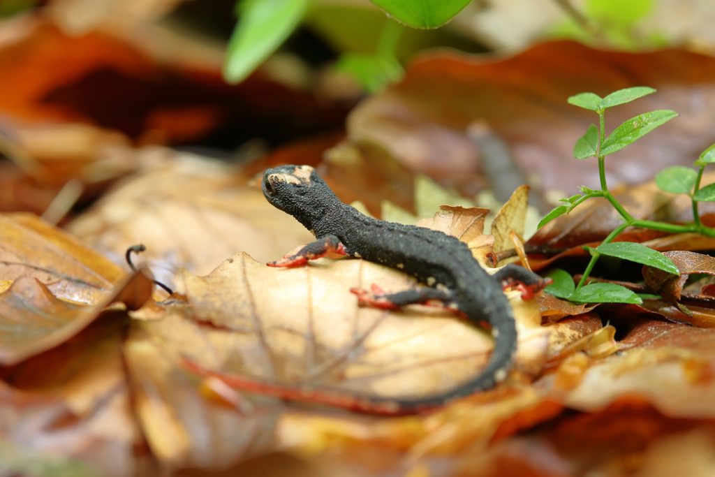 Salamandrina - Foto Marco Carafa/Parco Nazionale della Maiella