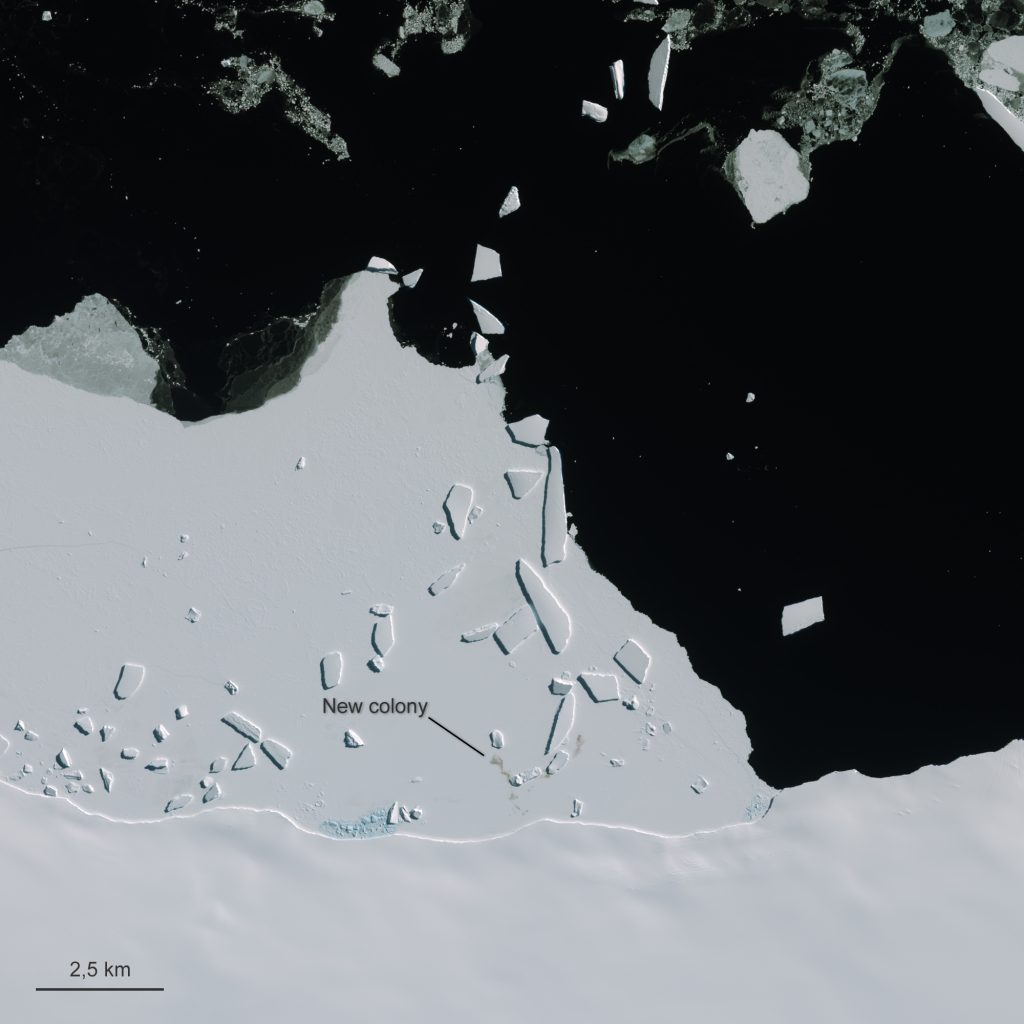 Colonia di pinguino riconosciuta dal guano via satellite - contains modified Copernicus Sentinel data (2016), processed by ESA -
LICENCE
CC BY-SA 3.0 IGO