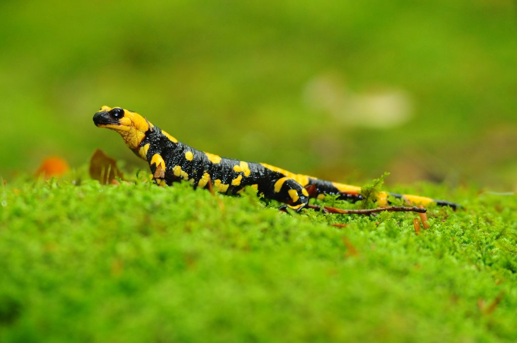 Salamandra pezzata - Foto Marco Carafa/Parco Nazionale della Maiella