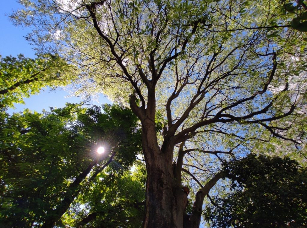 Parco Sempione. Foto di Andrea Bolzoni
