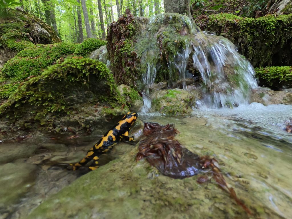 Salamandra pezzata - Foto Marco Carafa/Parco Nazionale della Maiella