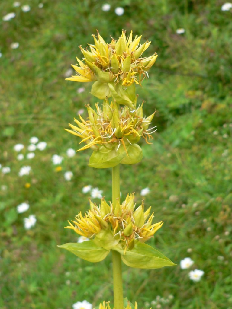 Genziana maggiore - Foto Wikimedia Commons, CC BY-SA 3.0,