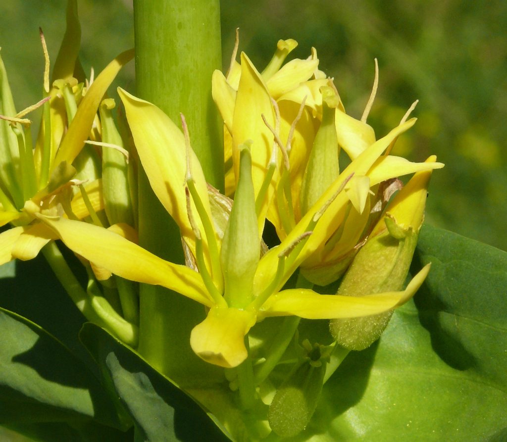 Genziana maggiore - Foto Bernd Haynold - Wikimedia Commons, CC BY-SA 3.0