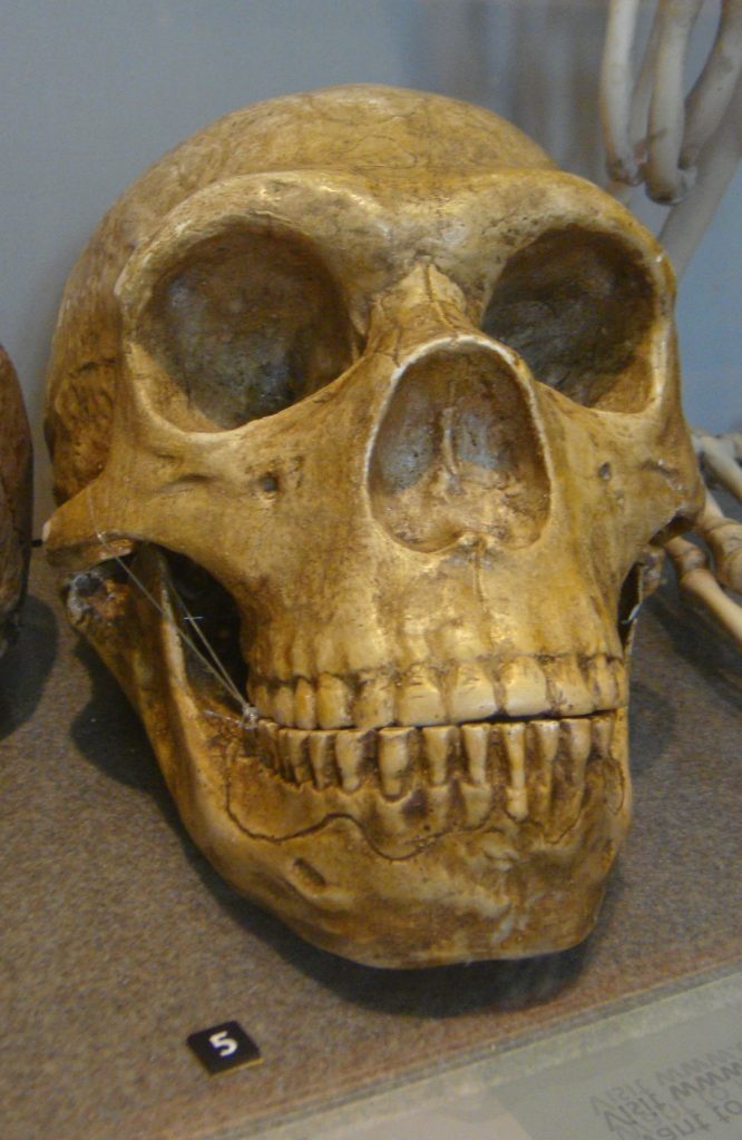 Cranio di Neanderthal Kelvingrove Art Gallery and Museum di Glasgow - Foto Nachosan - Wikimedia Commons, CC BY-SA 3.0