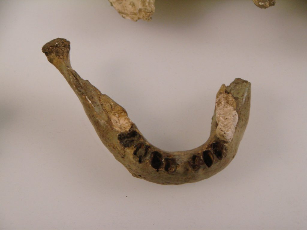 Denti di Neanderthal al Museo di Antropologia Università di Zurigo - Foto Guérin Nicolas - Wikimedia Commons, CC BY-SA 3.0