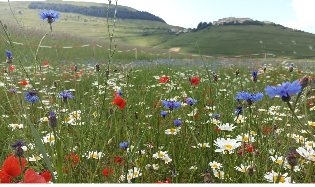 Piani di Castelluccio - Foto Tatiana Marras