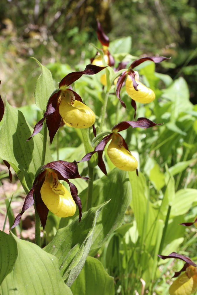 Cypripedium calceolus - Foto Luciano Di Martino