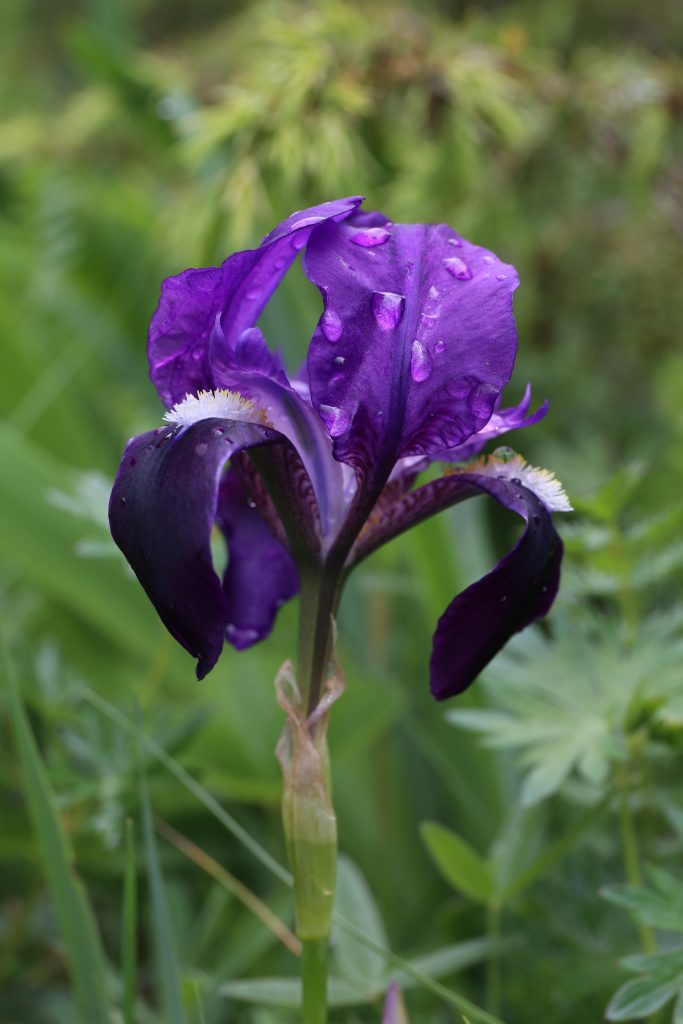 Iris marsica - Foto Luciano Di Martino