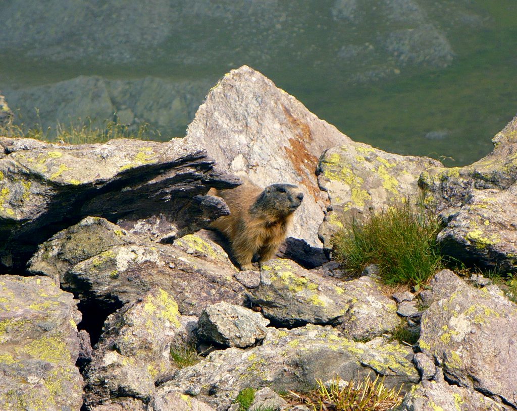Marmotta nei pressi del rifugio - Foto MatthewGhera - Wikimedia Commons, CC BY 3.0