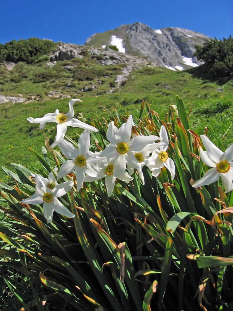 Narciso poetico - Foto Wikimedia Commons, CC BY-SA 3.0