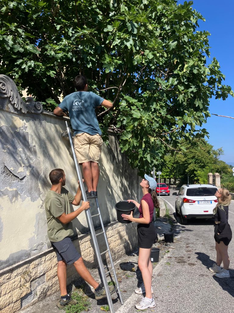 Raccolta della frutta in paese - Foto Rewilding Apennines