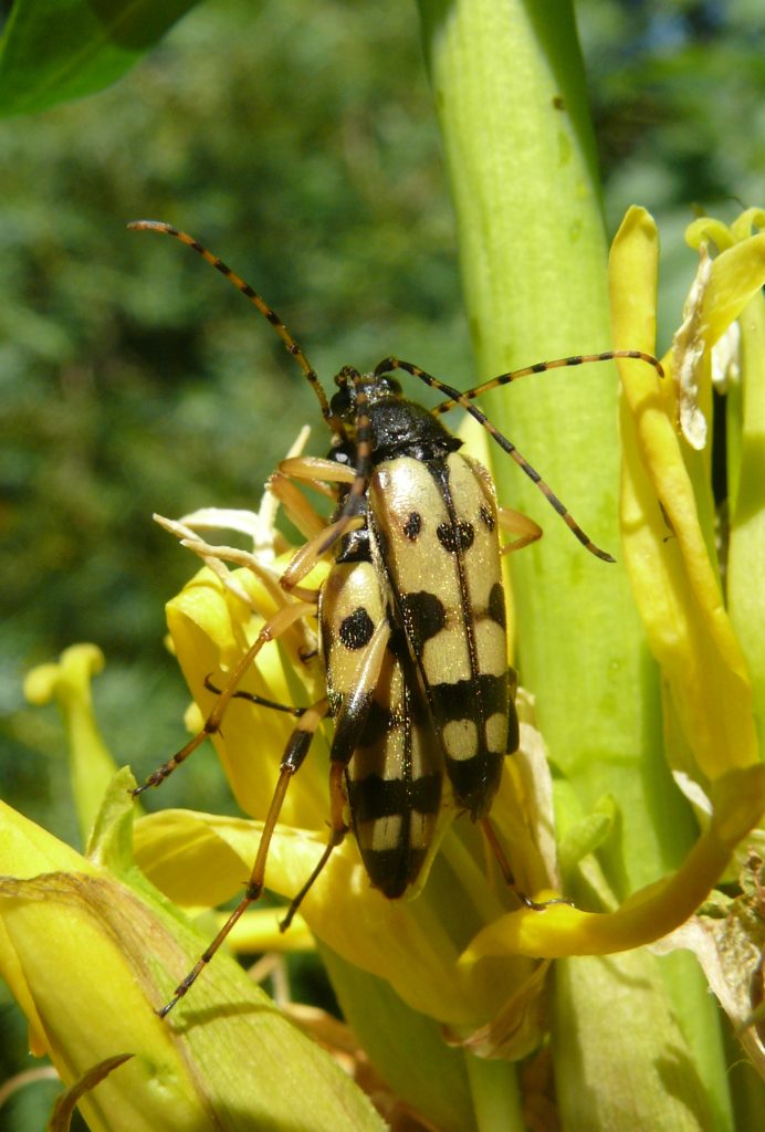 Genziana maggiore - Foto Bernd Haynold - Wikimedia Commons, CC BY-SA 3.0