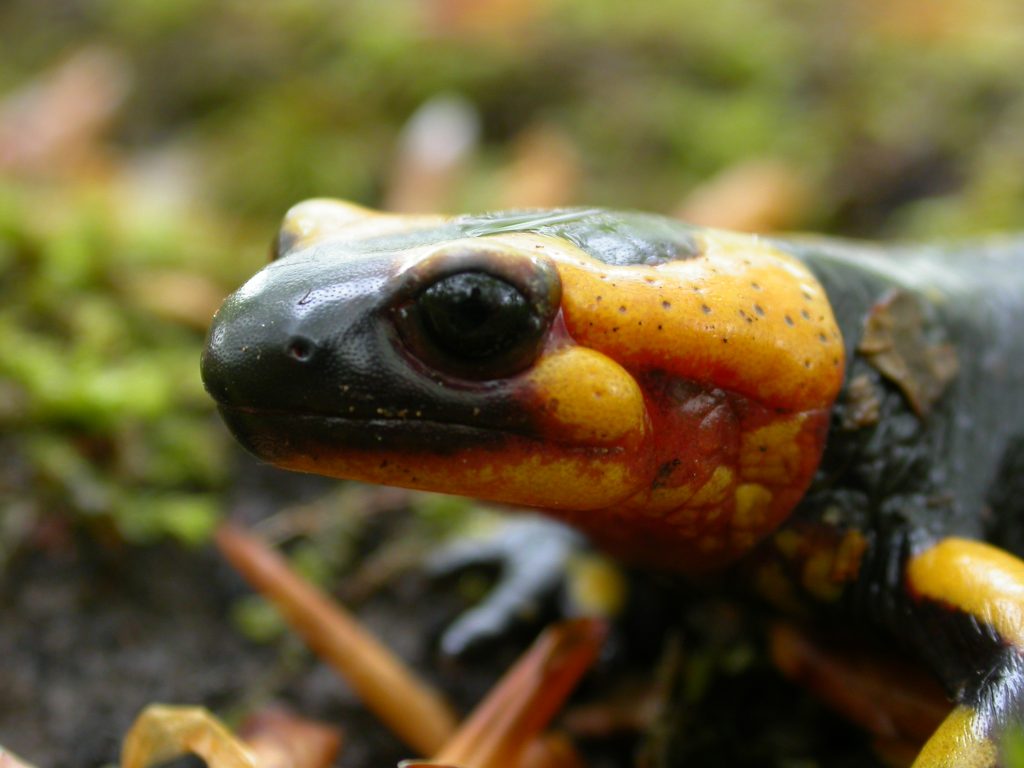 Dettaglio di una salamandra pezzata - Foto Marco Carafa/Parco Nazionale della Maiella