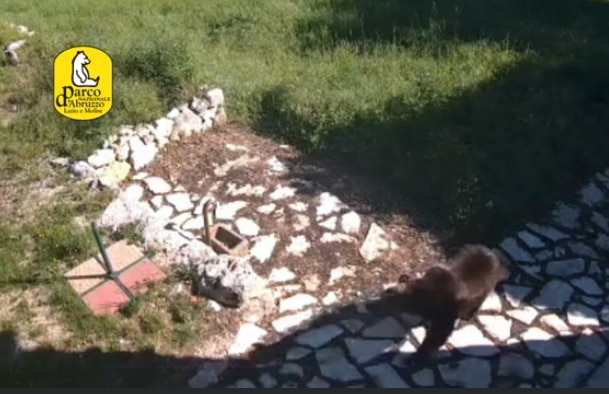 Libero sta bene - Frame del video condiviso sui social da PNALM, Salviamo l