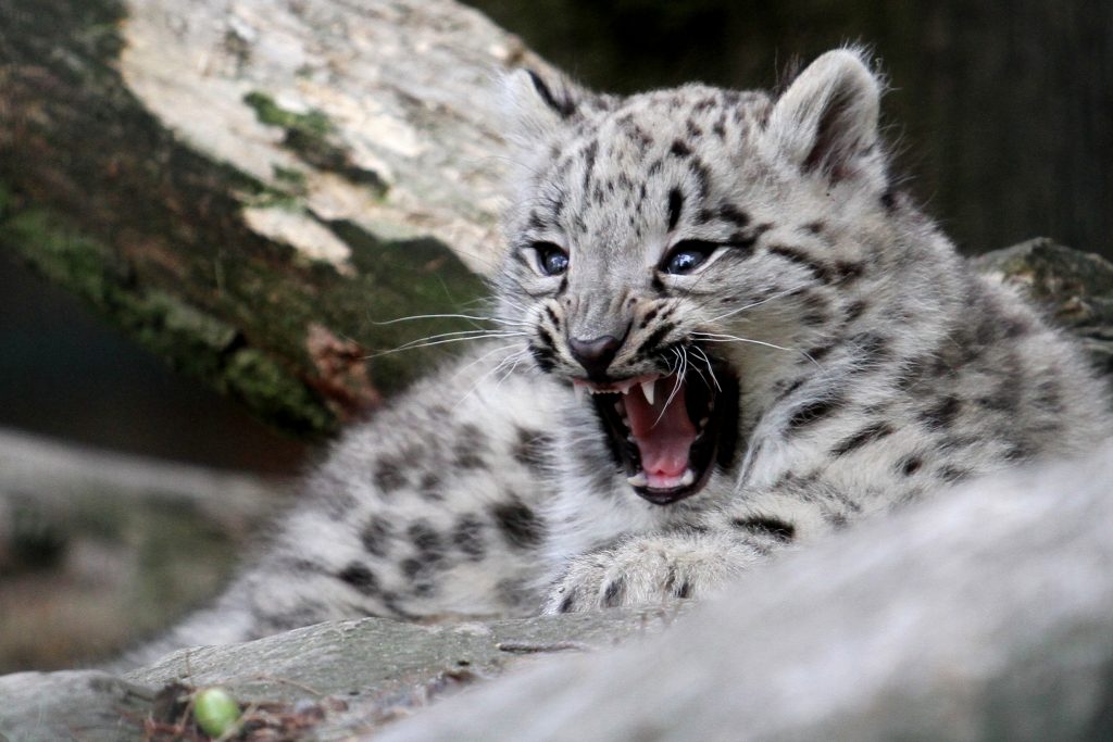 leopardo delle nevi, cucciolo