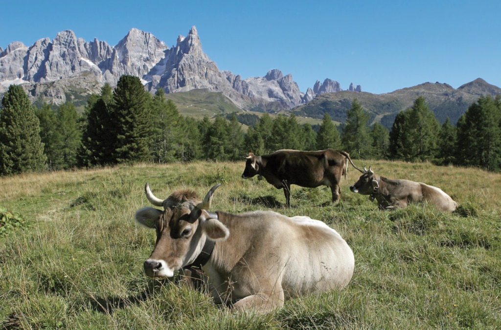malga, trentino, alpeggio