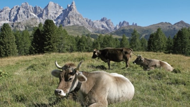 malga, trentino, alpeggio