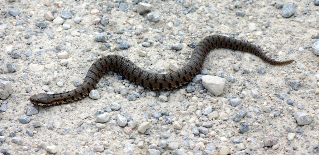 Vipera comune - Foto Werner Seiler (User:Centine) - Wikimedia Commons, Public Domain