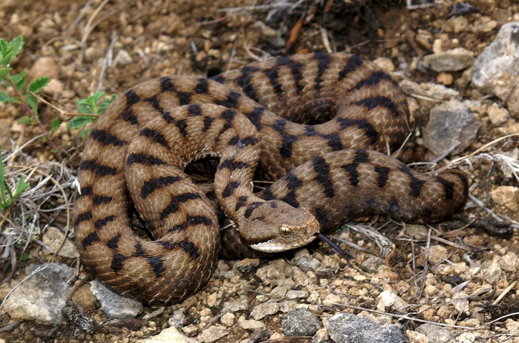 vipera