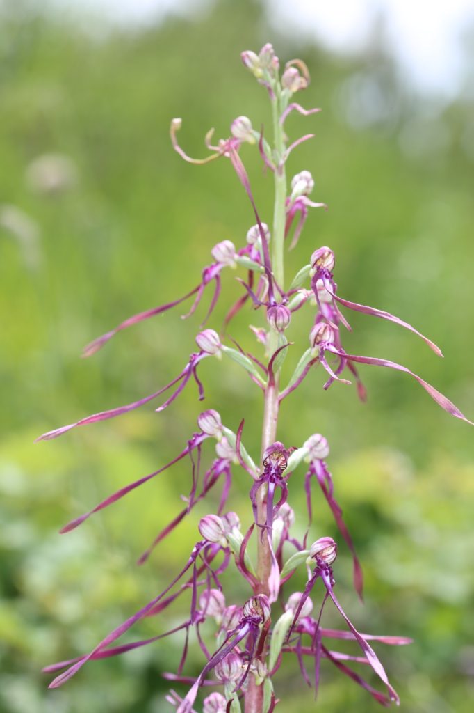 Hymantoglossum adriaticum - Foto Luciano Di Martino