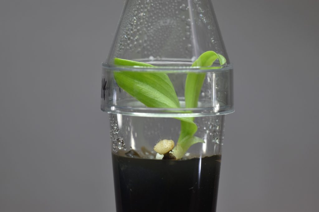 Himantoglossum adriaticum in tubo de wit a 2 anni dalla semina - Foto Luciano Di Martino
