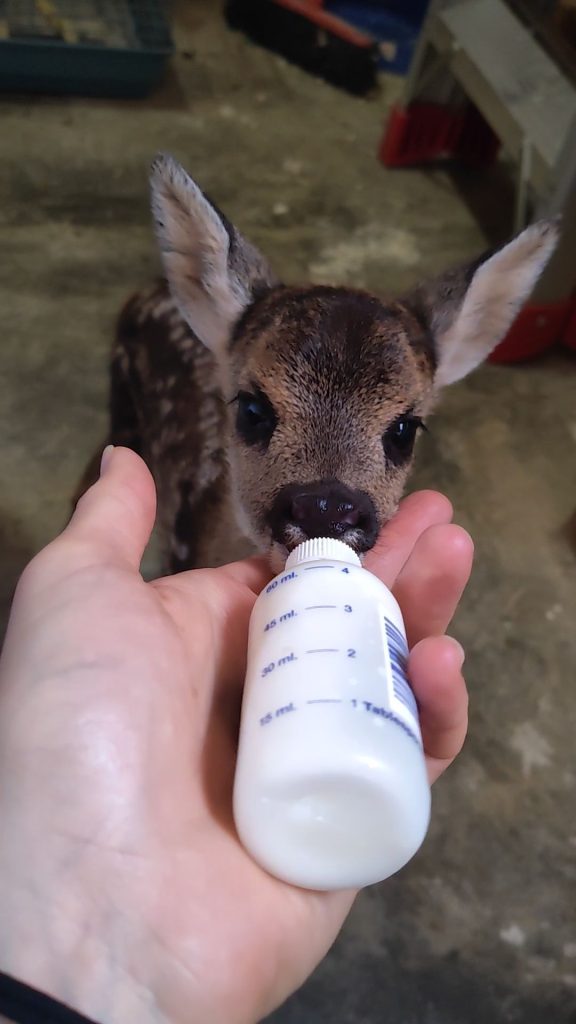 Capriolo allattato senza struttura anti-imprinting, altissimo rischio che perda il suo comportamento naturale e non possa più essere reinserito in ambiente - Foto Teresa Vianello