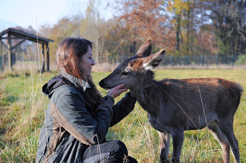 Matilde, cerva “rapita” da piccola dal bosco da umani in buona fede, allevata come un cagnolino, ora ospite a vita al CRAS di Villiago (Sedico), anche se gestita al meglio, non potrà mai assaporare la libertà - Foto Teresa Vianello