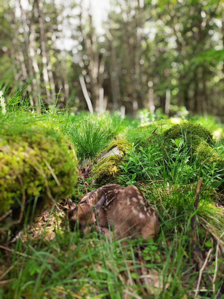 Piccolo cervo sano nascosto tra la vegetazione ad aspettare il ritorno della mamma - Foto Teresa Vianello