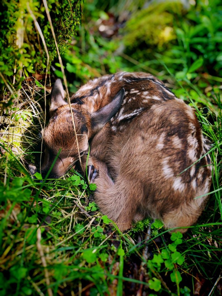 Piccolo cervo sano nascosto tra la vegetazione ad aspettare il ritorno della mamma - Foto Teresa Vianello