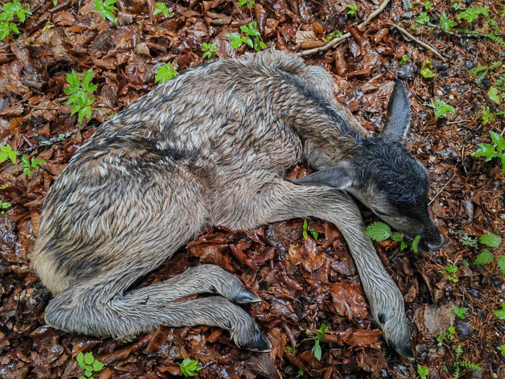 Cervo con frattura del carpo da trauma, a causa della lesione è giusto far partire la segnalazione per il recupero al CRAS - Foto Teresa Vianello
