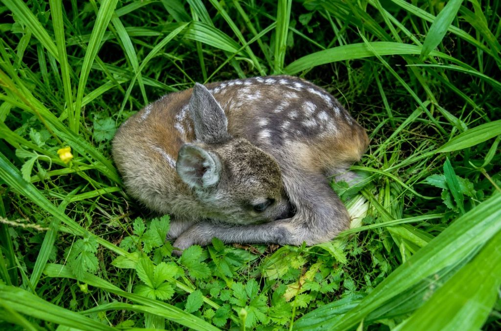 cuccioli, teresa vianello