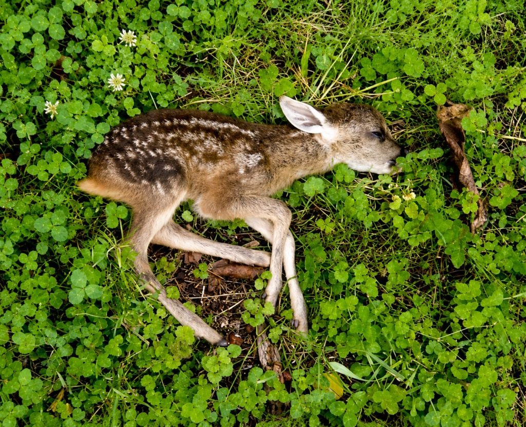 Capriolo debilitato, probabilmente è realmente orfano - Foto Teresa Vianello