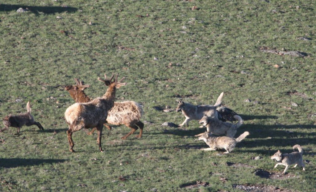 Predazione da lupo - Foto  Doug Smith - National Park Service - Wikimedia Commons, Public Domain