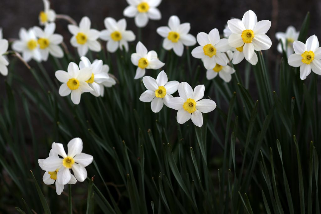 Narciso - Foto di Adina Voicu da Pixabay