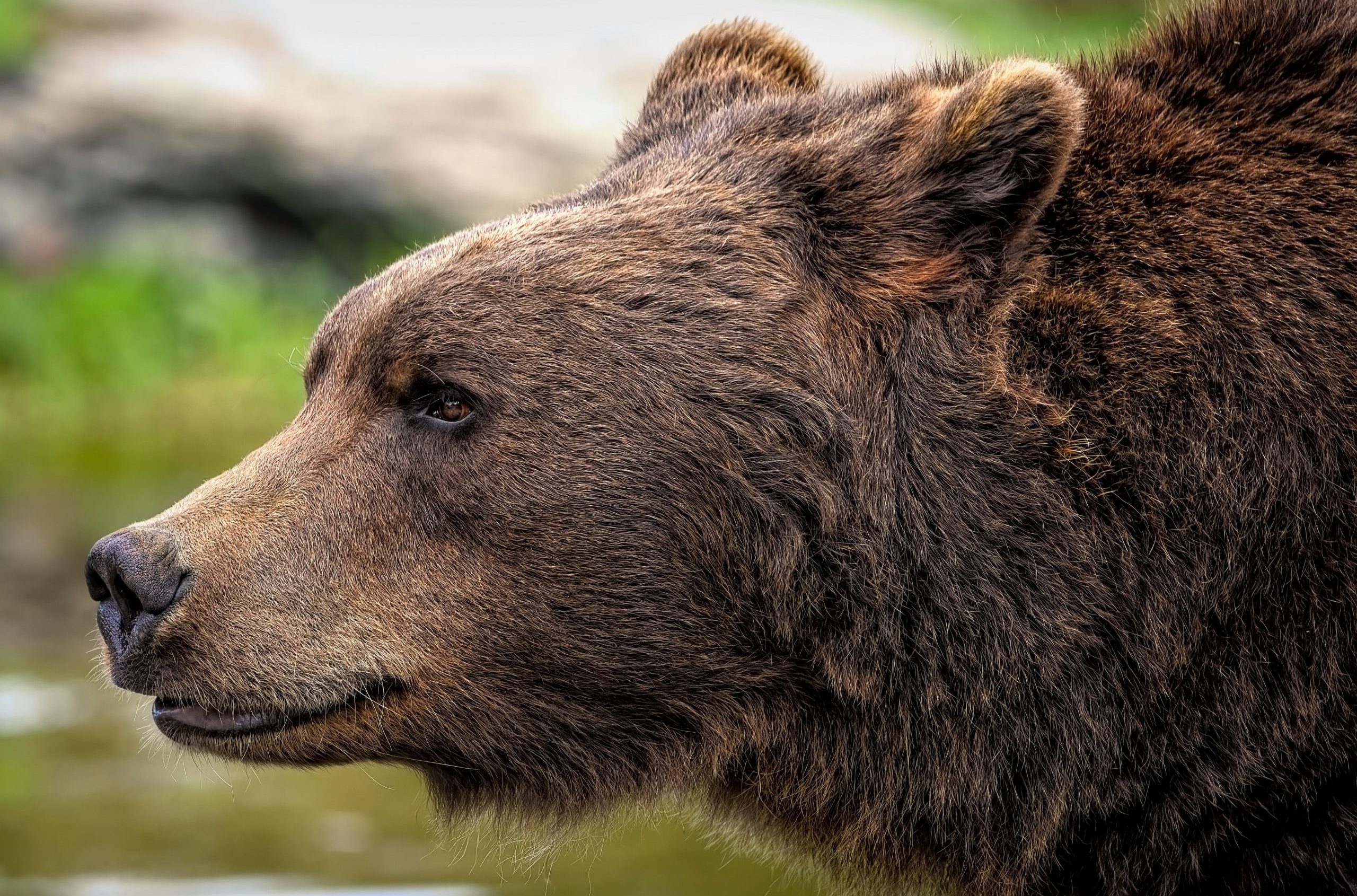 rapporto grandi carnivori, orso