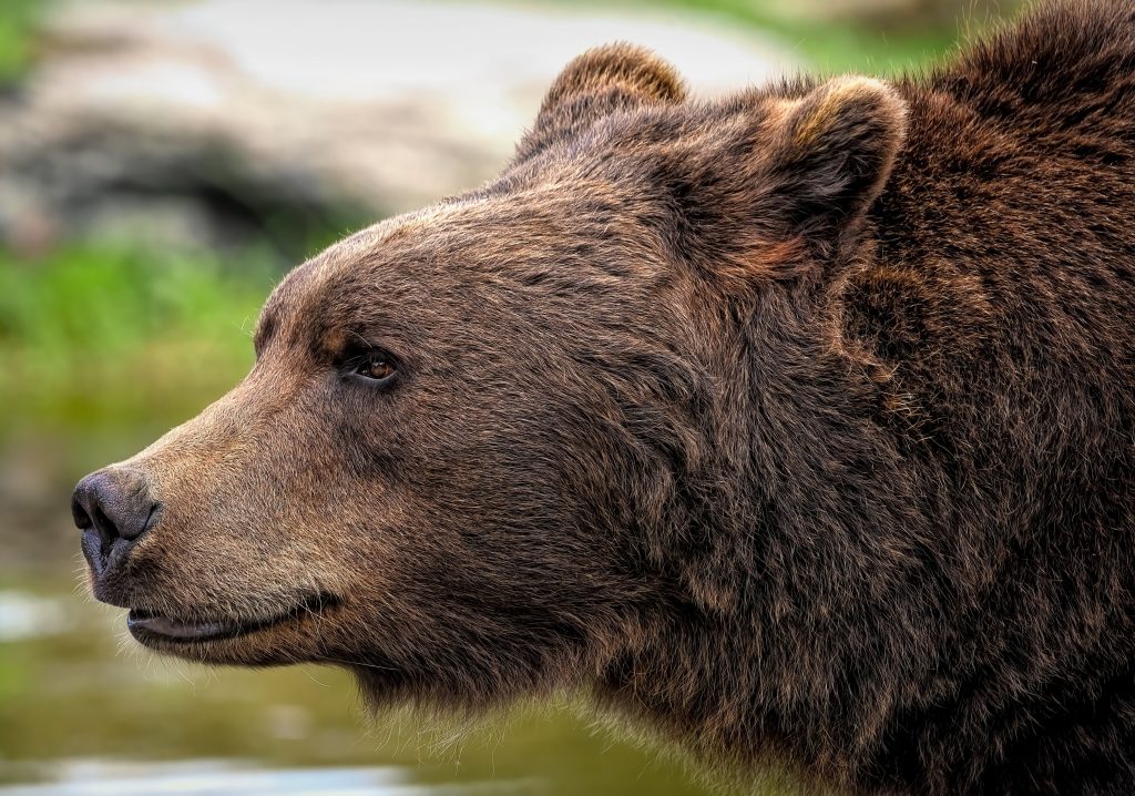 Orso - Foto di Angela da Pixabay
